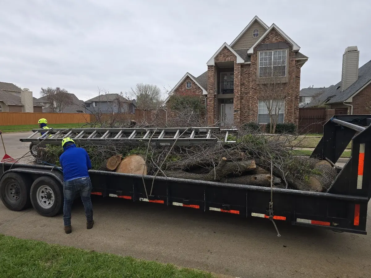 Expert Deadwooding with proper safety equipment in Louisville